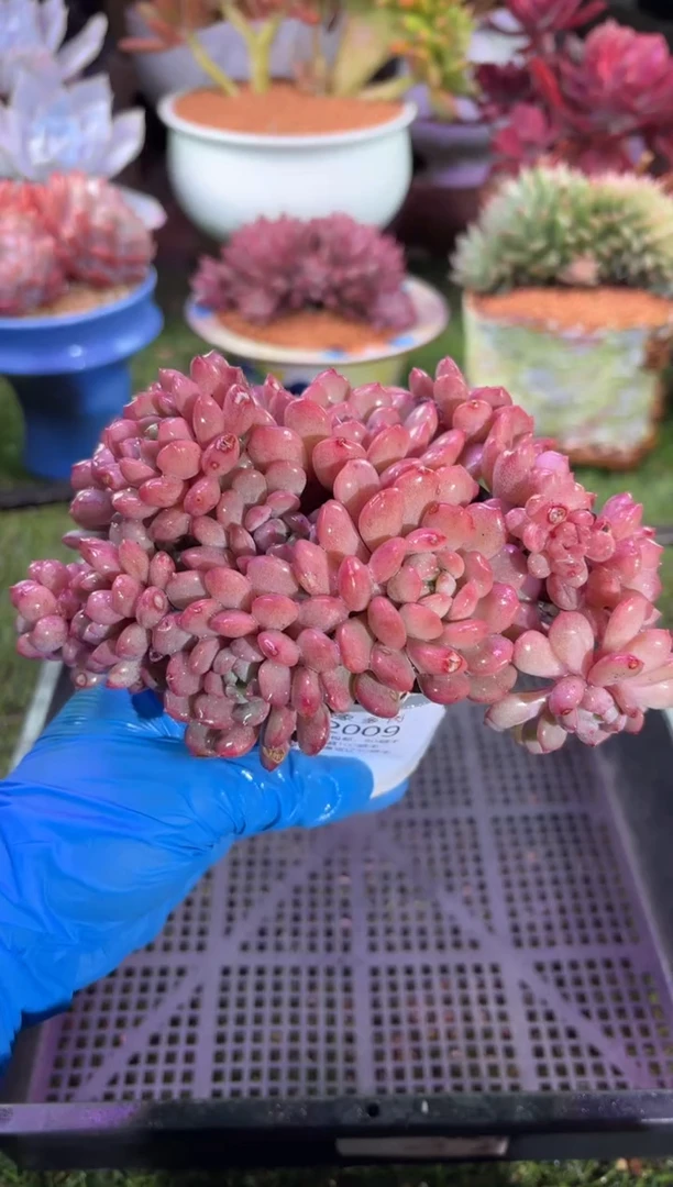 【闪购商品】12009