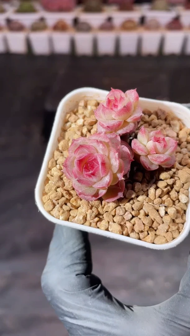 7-14 纳格兰3-4厘米 量拍发一颗