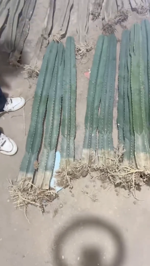 【闪购商品】「带根」80cm量天尺