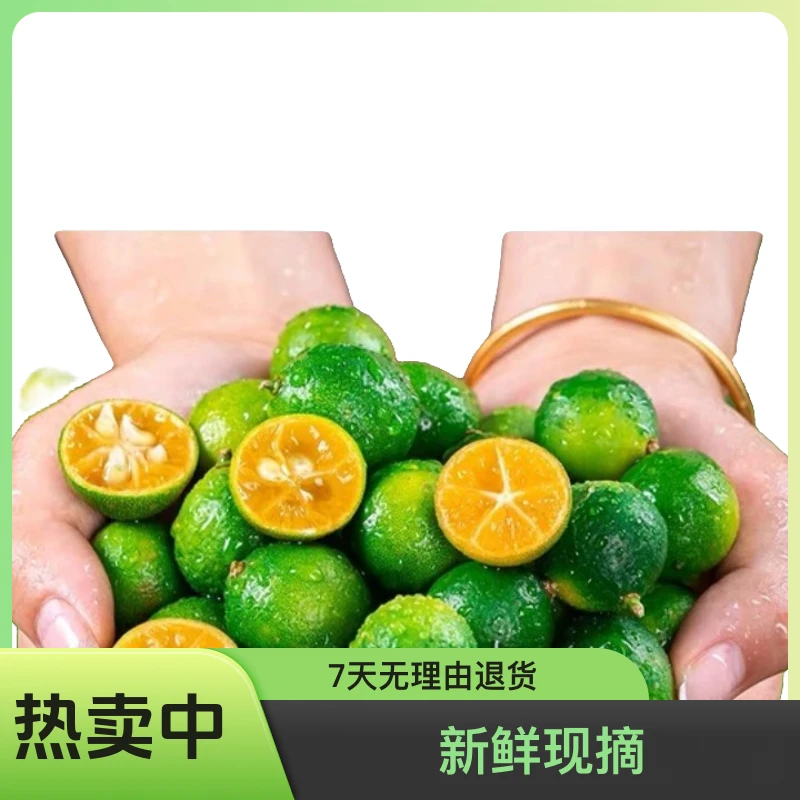 正宗海南青金桔新鲜现摘可做健康饮品的酸桔子包邮