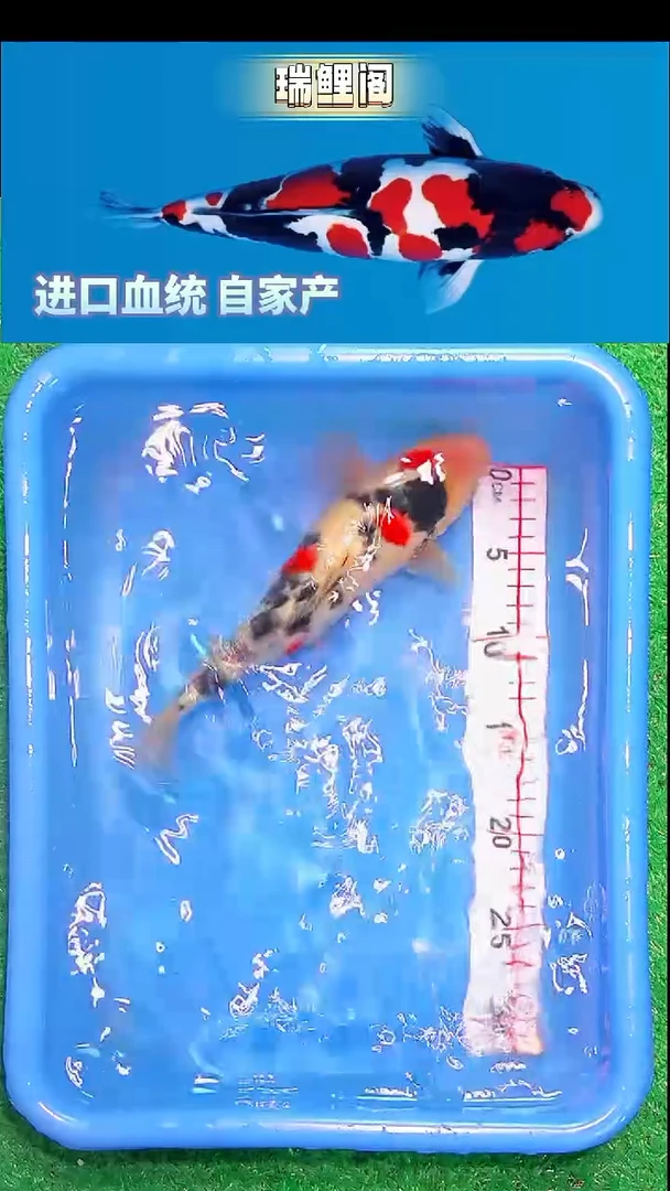 锦鲤瑞鲤阁精选--8