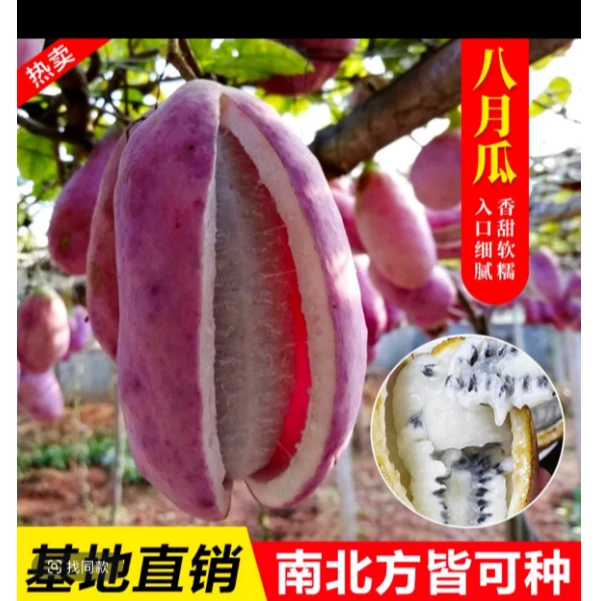 【八月瓜种籽】八月瓜果种子 阳台庭院食用水果爬藤植物