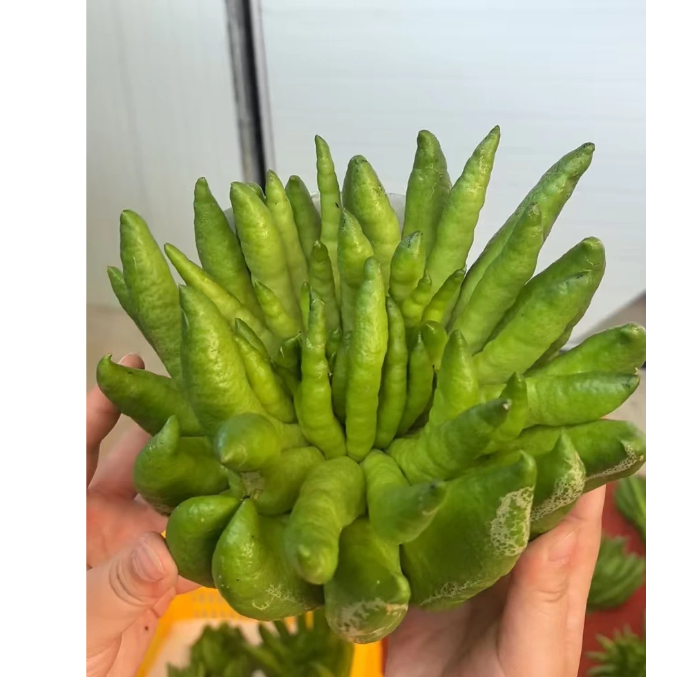 云南高山新鲜佛手柑鲜果可闻香可室内观赏作香薰