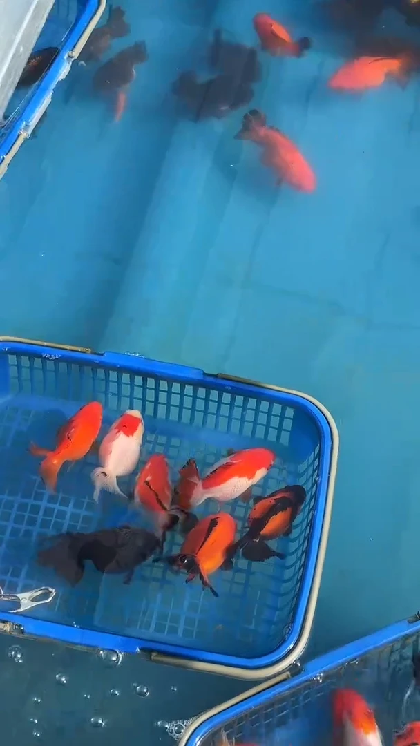 海水鱼59.8大连专拍，收到货录制完整开箱视频，无视频不售后