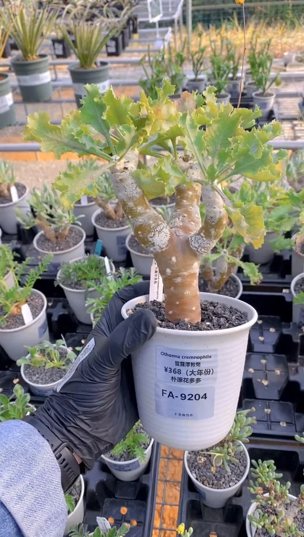 【闪购商品】雪露厚敦菊FA-9204