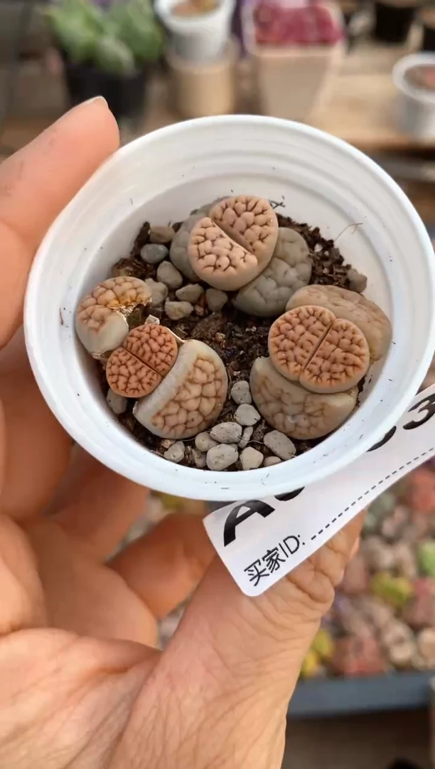 【闪购商品】6733直播一物一拍