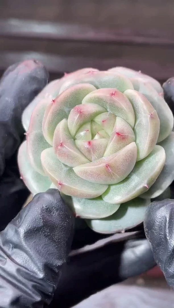13-71超级小牛5厘米左右量拍发一颗