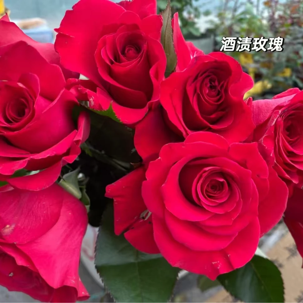 酒渍   四季灌木月季