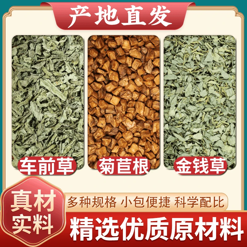 车前草金钱草菊苣中药材干货新鲜车钱草的功效与作用煮水泡水