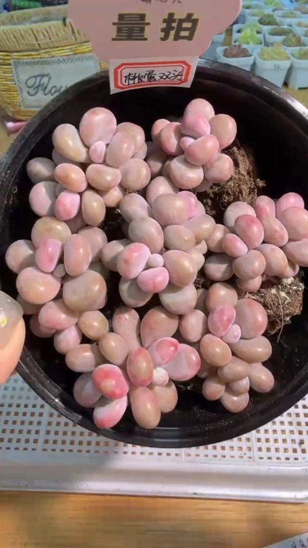 桃蛋/双头 7颗量拍混发