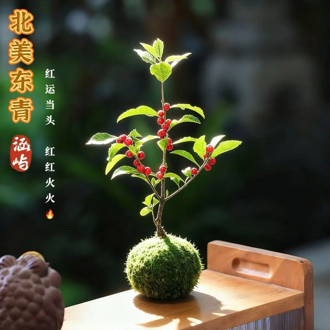 北美冬青苔藓球绿植盆栽室内好养可净化空气观果植物