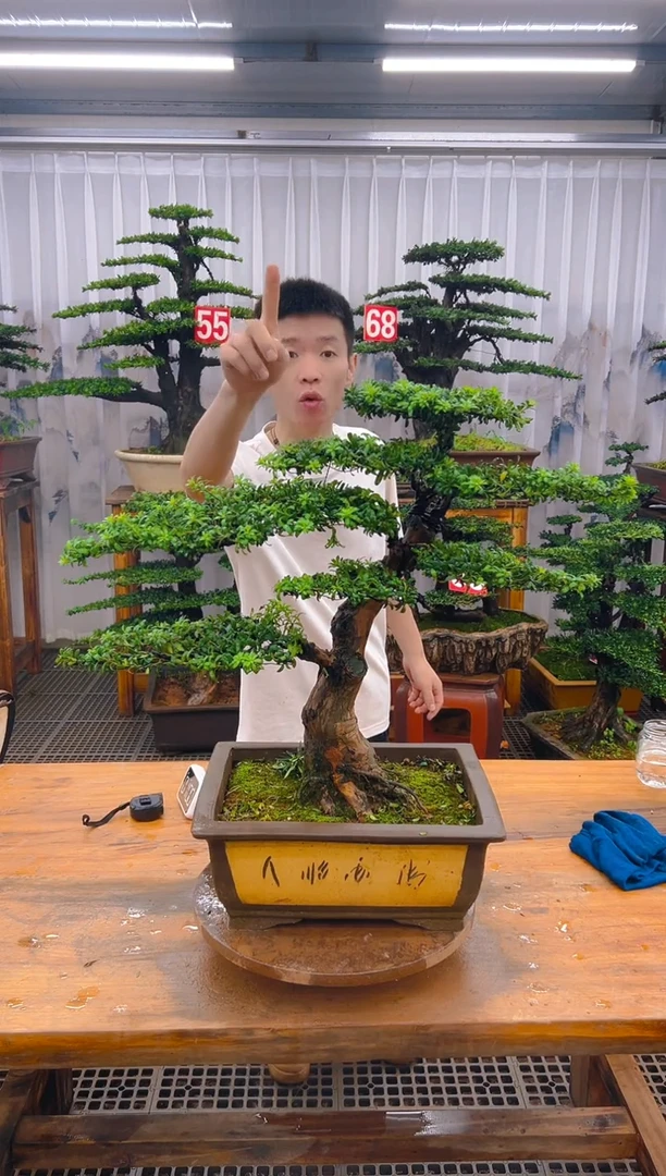 无花朵精品盆景直播间一物一拍