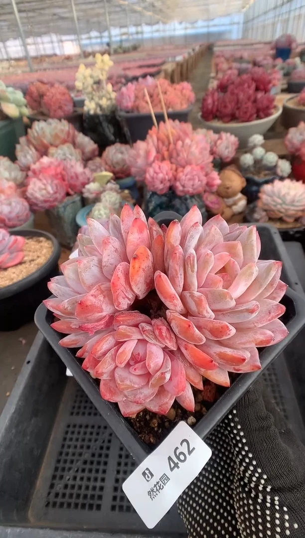 462梦露多肉植物一物一拍