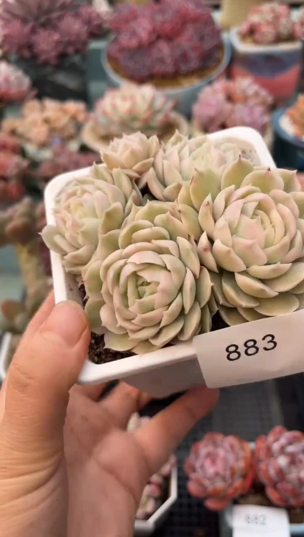 883群生昂斯洛锦多肉