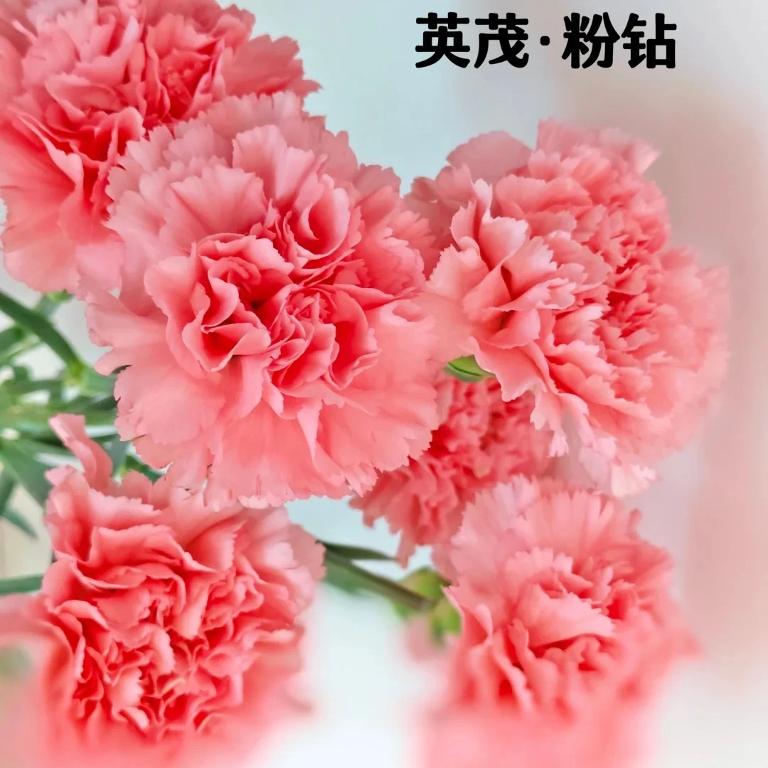 【粉色康乃馨】精选品质5枝 全场任意满两单及以上鲜花 顺丰包邮发货  推荐