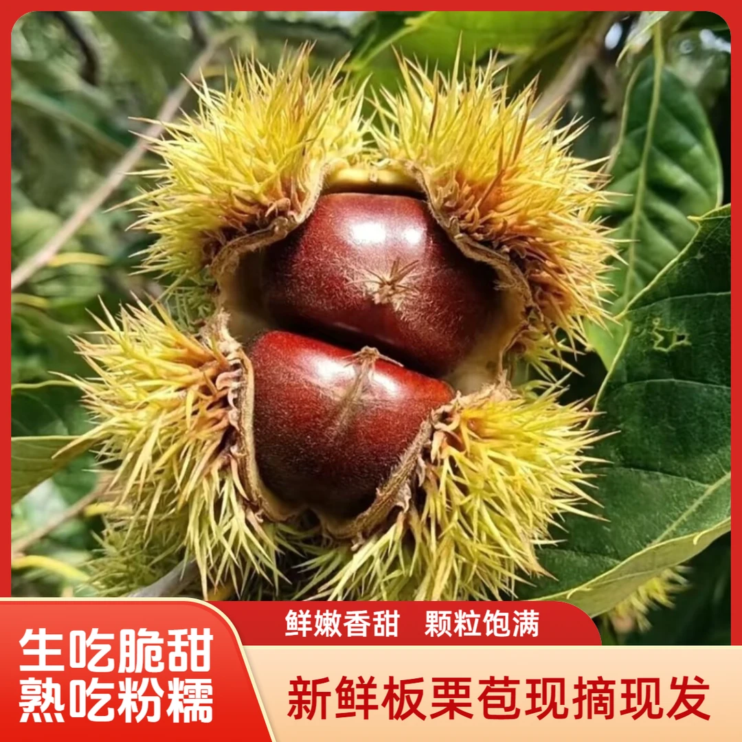 土板栗 高山新鲜板栗苞现摘现发颗粒饱满粉糯香甜皮薄肉黄