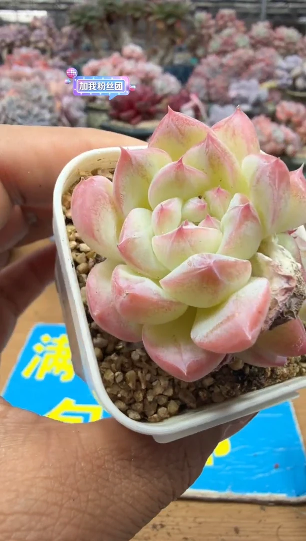 东云多肉园二店-134