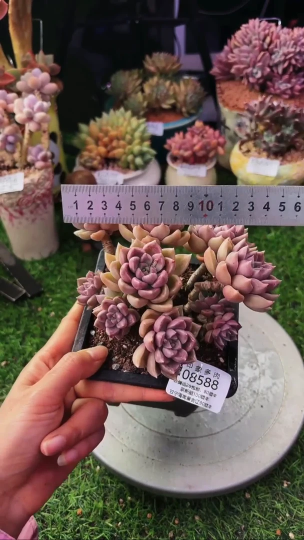 昆明印象多肉08588