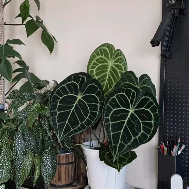 母本花烛杂品种随机 有瑕疵 包邮不包叶损