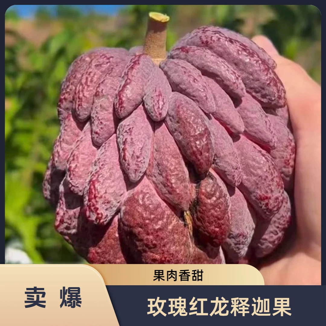 百果旋律-红龙释迦果玫瑰色佛头果软糯香甜当季新鲜水果顺丰发货