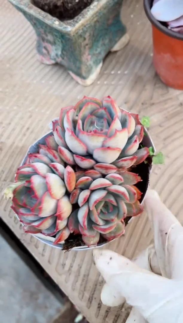 【闪购商品】15123