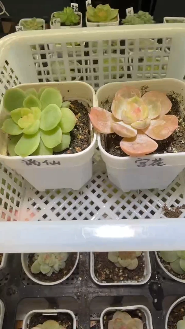 1490  多肉植物多肉植物