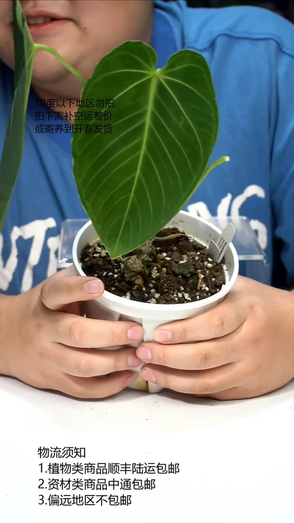 完全开放A.waterburyanum