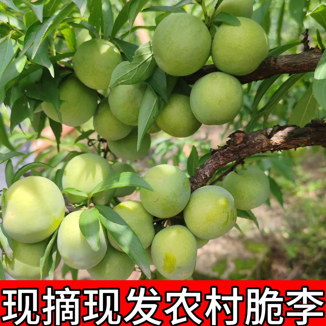 （罗支书推荐）四川古蔺本地脱骨 青脆李 脆甜可口  顺丰包邮