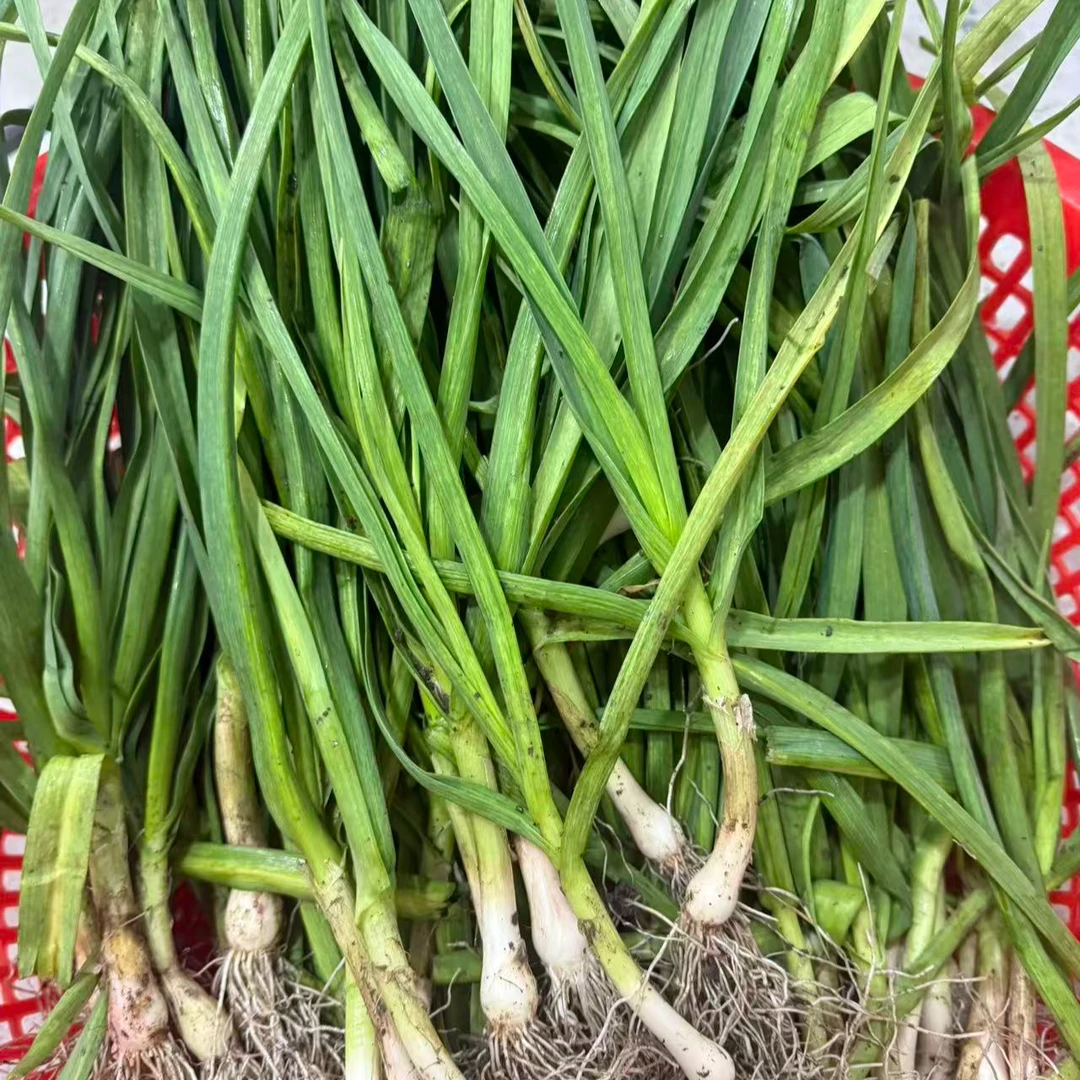 新鲜大蒜-农家自种现摘现发