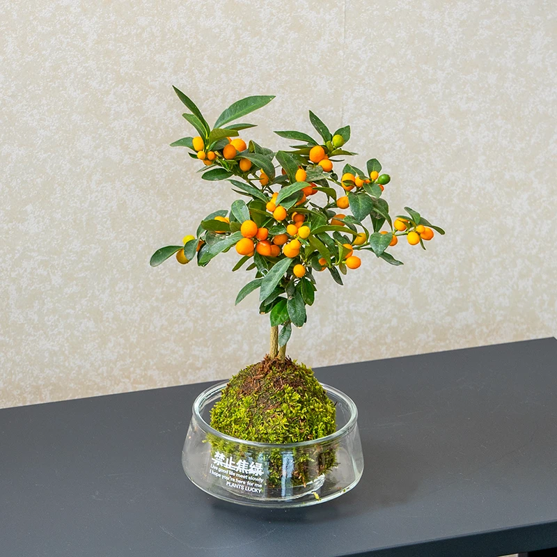 小橘子盆栽室内客厅绿植办公室内工位桌面花卉懒人好养植物净化