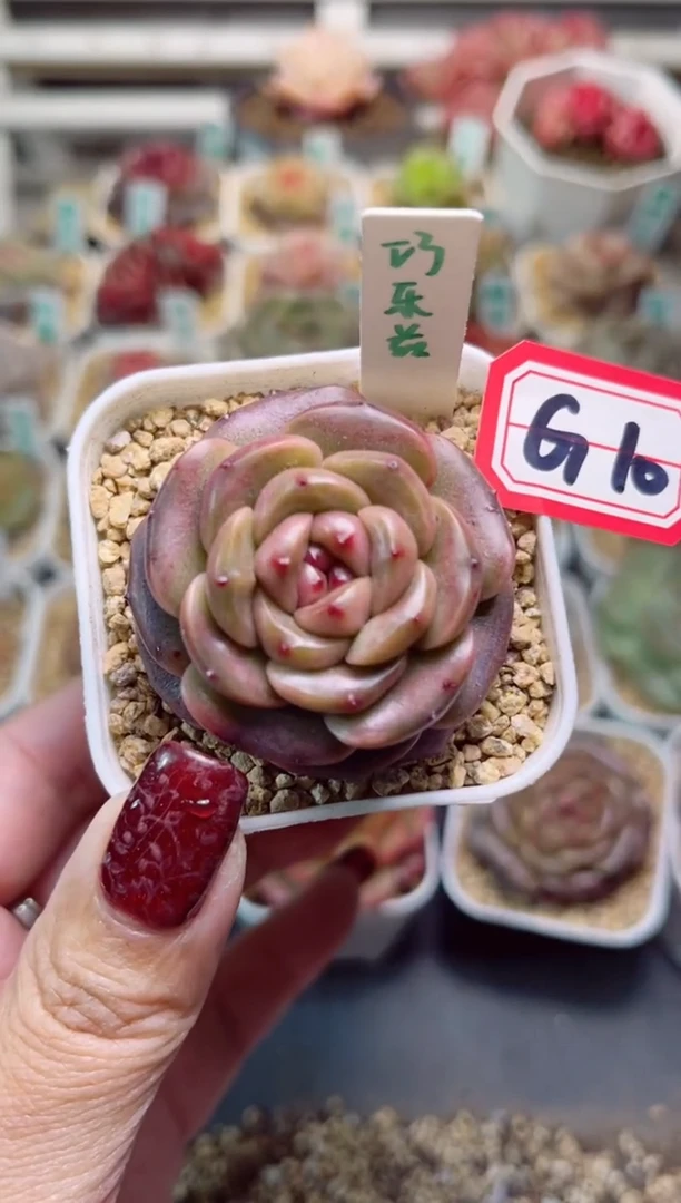 【闪购商品】G10巧乐兹一物一一批