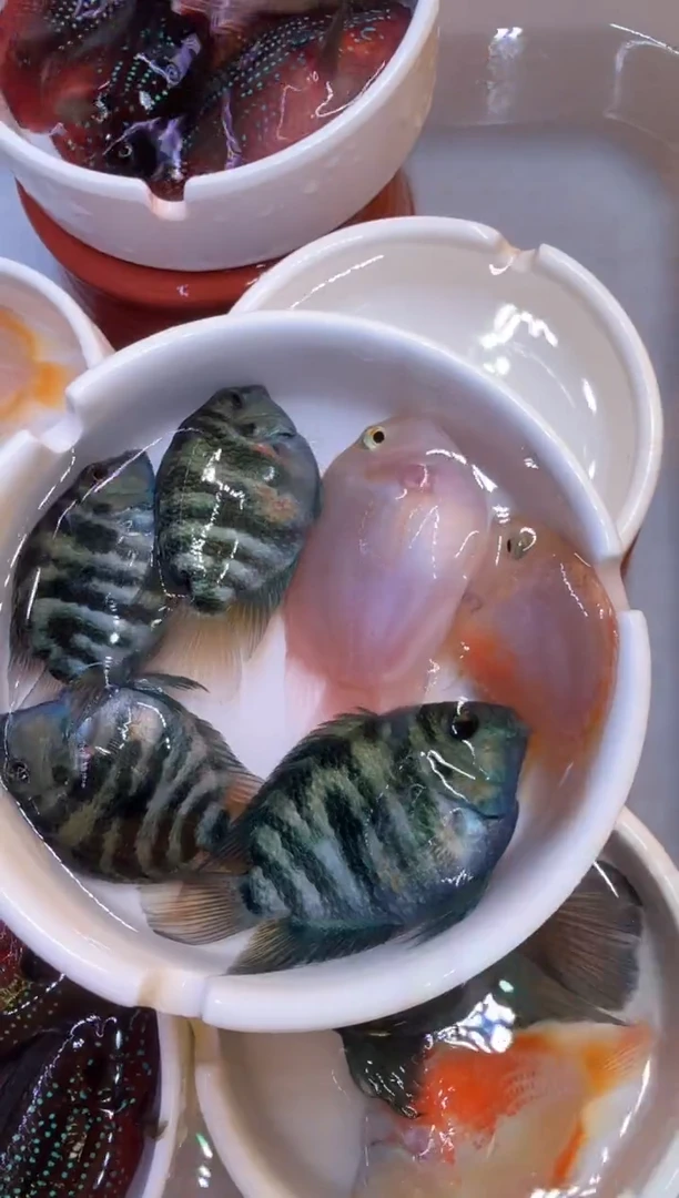 鹦鹉鱼4备损2 迷你鹦鹉 2对宝蓝1对胭脂