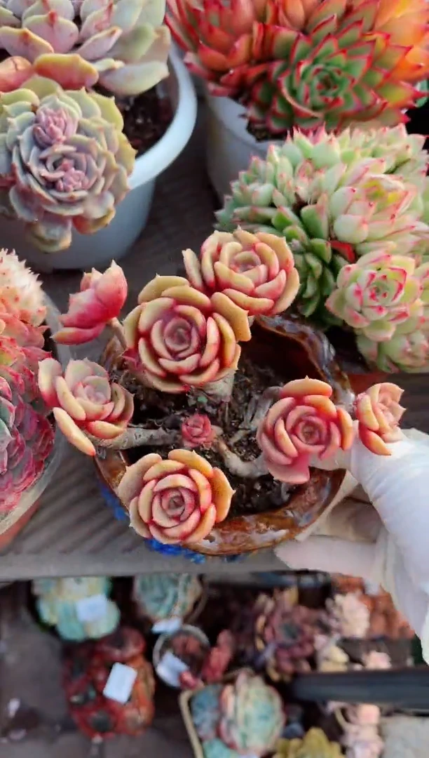 【闪购商品】14114