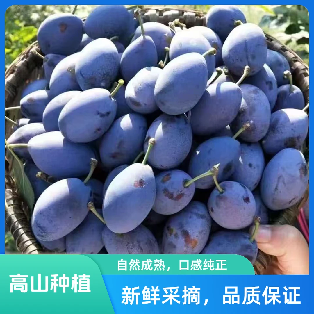 新鲜大西梅甜西梅当季新鲜水果现摘脆甜西梅好果包邮0