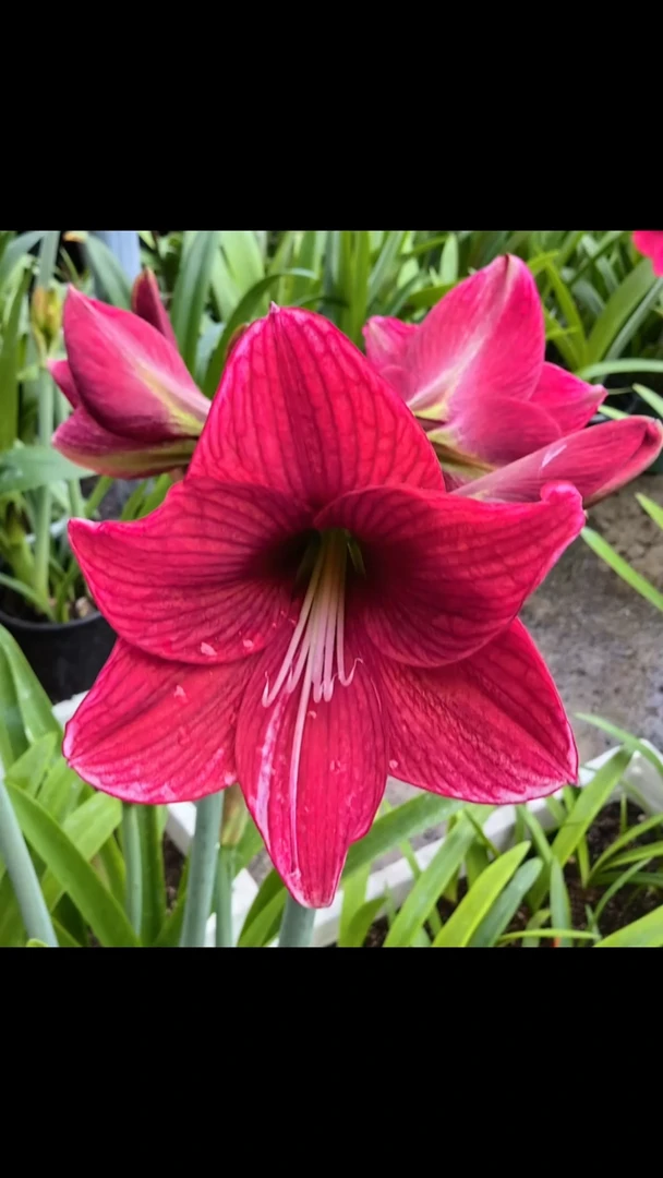 朱顶红黑龙4厘米3颗