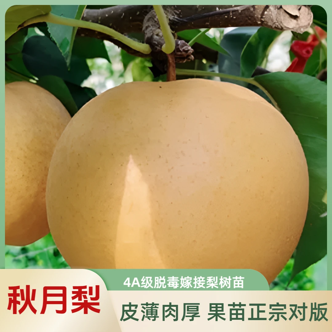 特大秋月梨树苗晚熟梨南北方种植盆栽地栽果树果苗