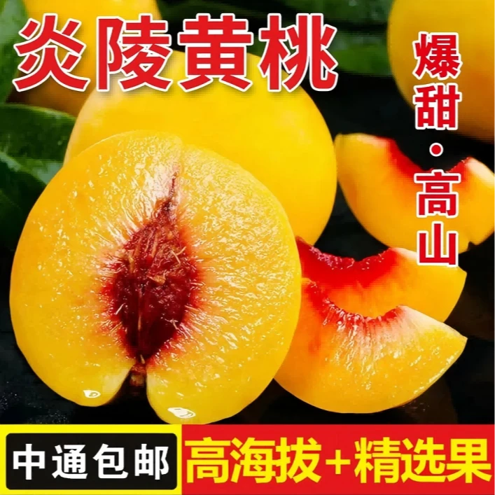 中通10斤装 正宗炎陵黄桃 高山600米黄桃 爆甜脆爽新鲜头茬果