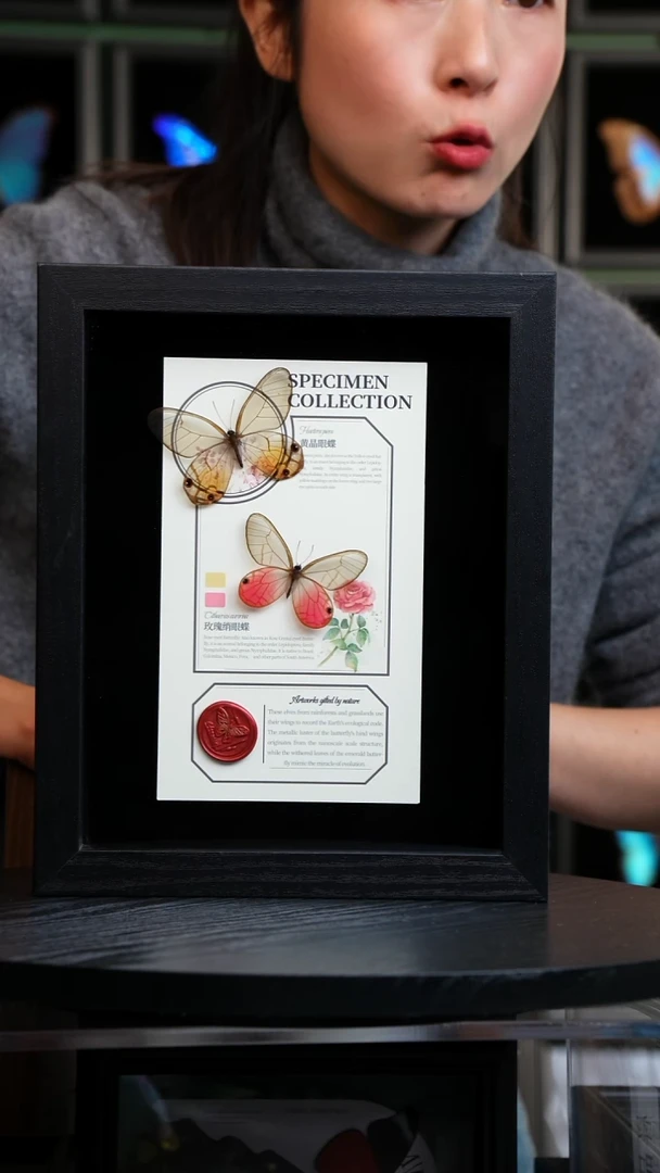 玫瑰绡眼蝶+黄晶眼蝶设计款