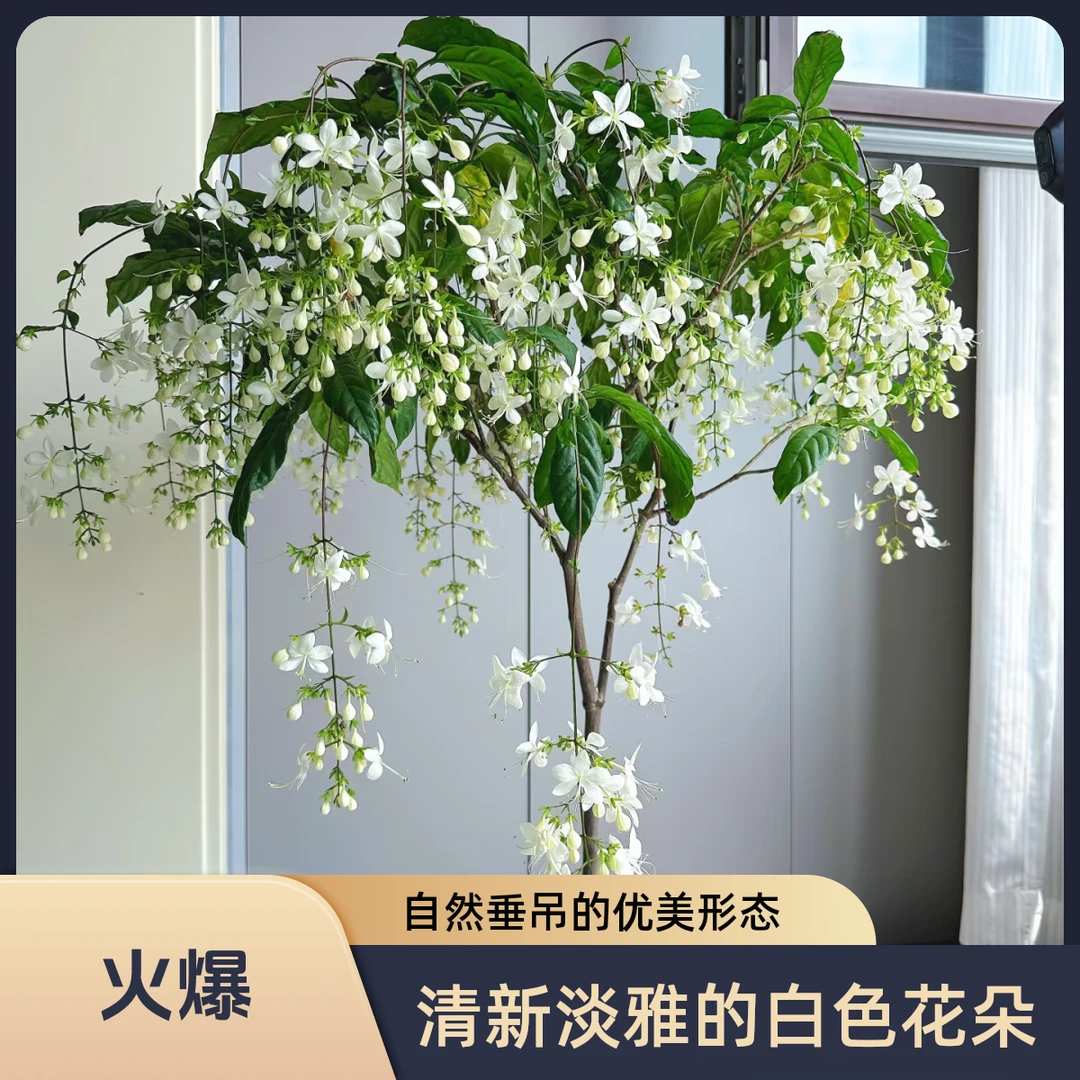 垂丝茉莉【原土原盆】花卉盆栽室内外阳台庭院种植耐热易爆花
