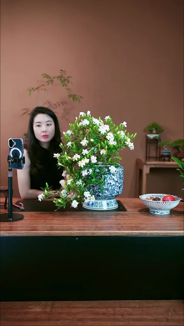 无花朵栀子花盆景盆景盆景