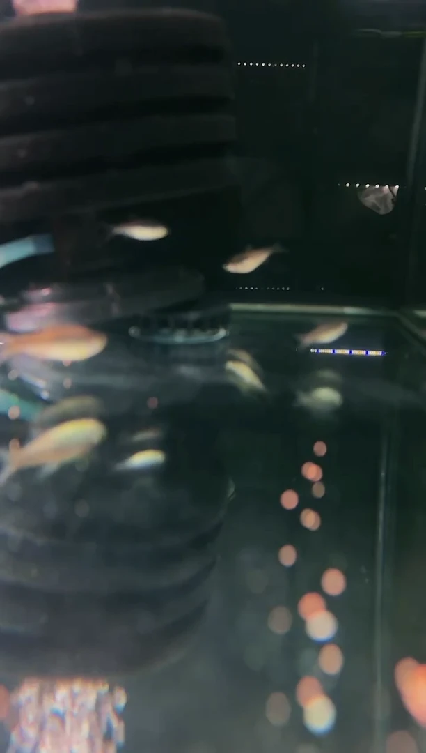 海水鱼缺***桐250ml发色灯鱼