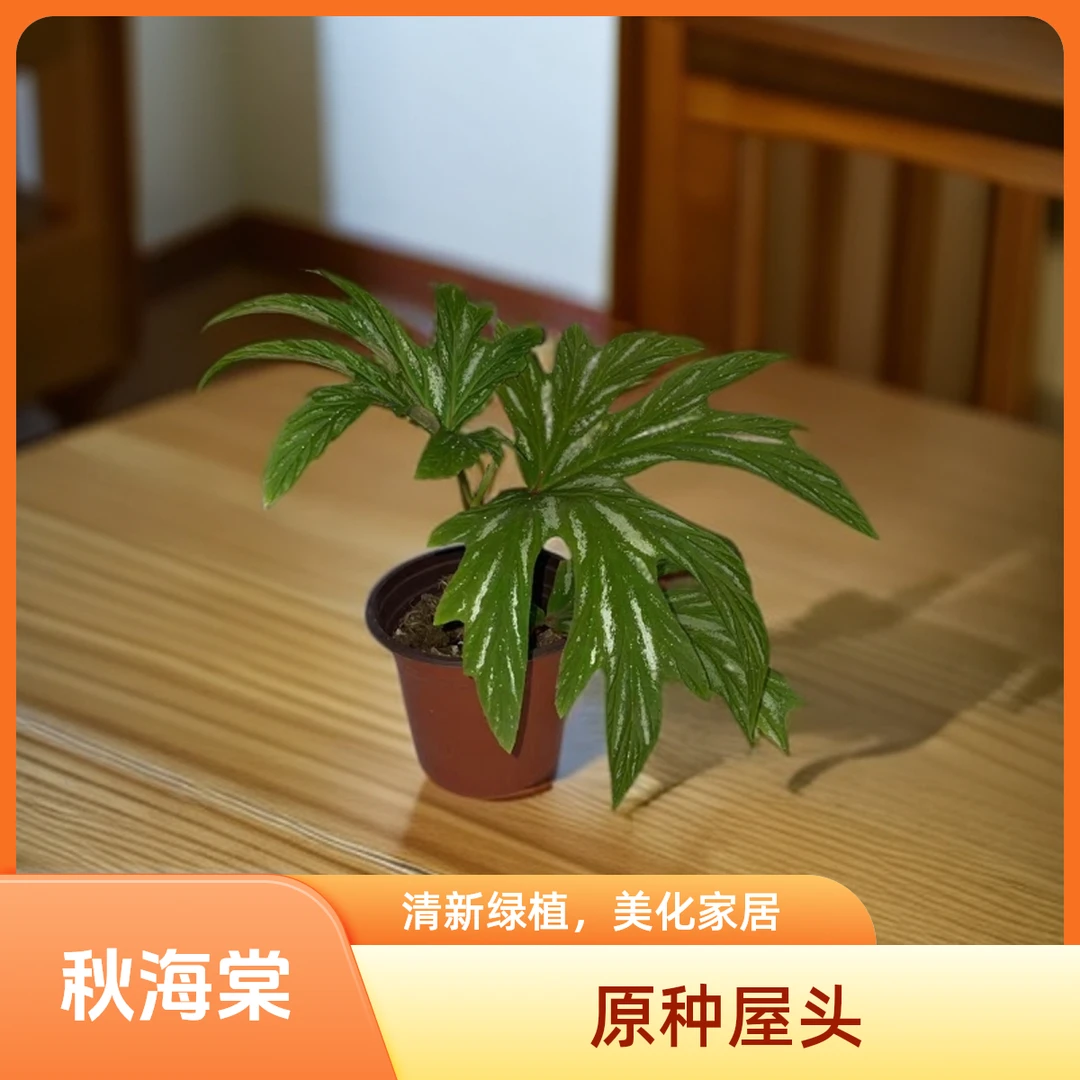 原种屋头 秋海棠 一颗包邮无售后 完美主义者勿拍