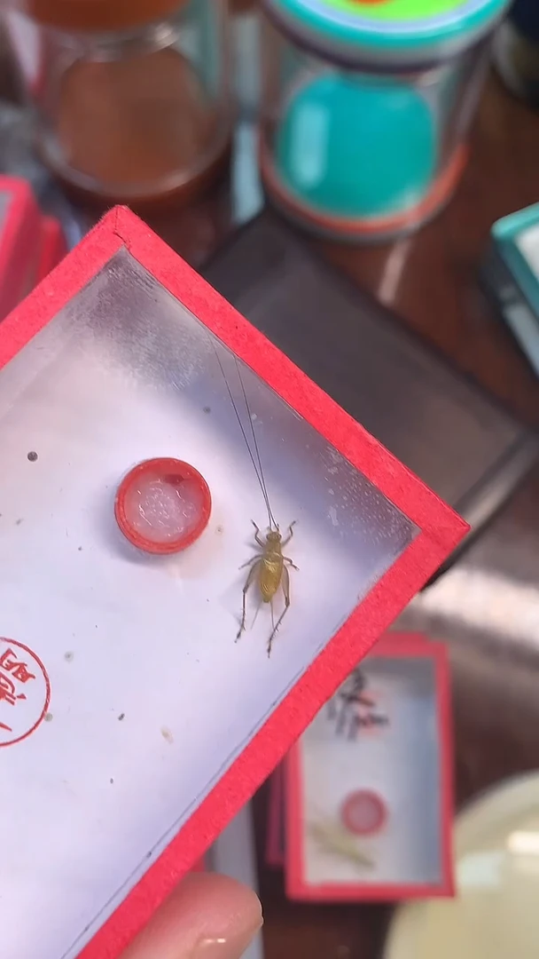 新到石志明大黄蛉一条