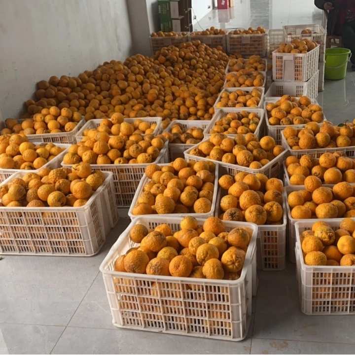 9斤泡柑果子湖北湖南特产臭皮柑水柚子抛柑泡柑酸橘子孕妇喜欢吃