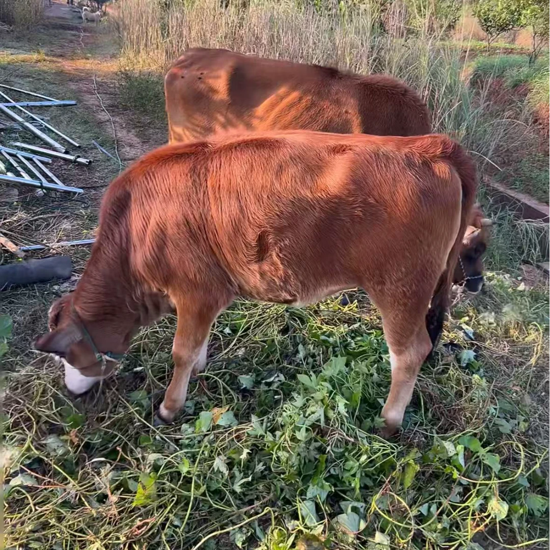 小梅村长【顺丰包邮】农家现杀新鲜黄牛肉黄膘新鲜牛肉现杀现卖