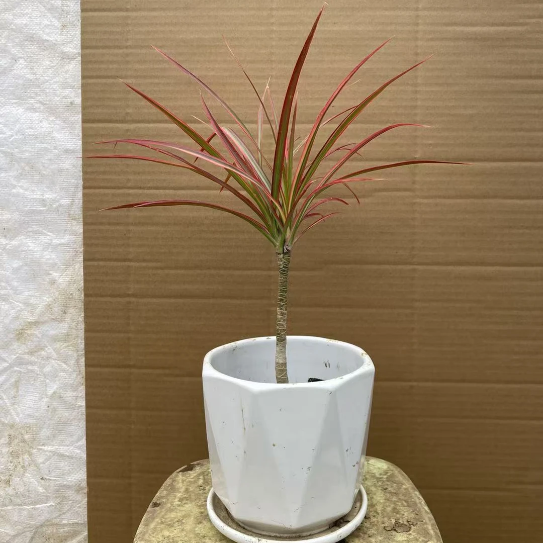 网红室内外绿植千年木七彩马尾铁好养懒人绿植客厅阳台庭院桌面