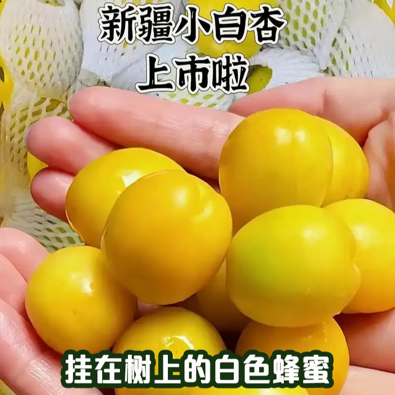 新疆直发正宗新疆小白杏助农杏子树上蜂蜜香甜爆汁产地头茬尝鲜