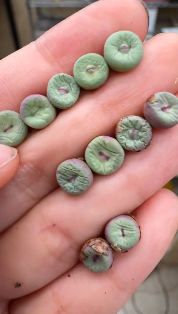 5-85多肉植物杂红嘴一颗