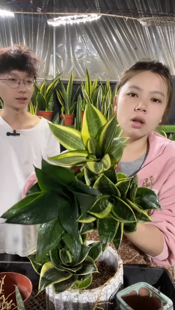 金虎耳+黑金刚+哈尼（带盆土）19.9