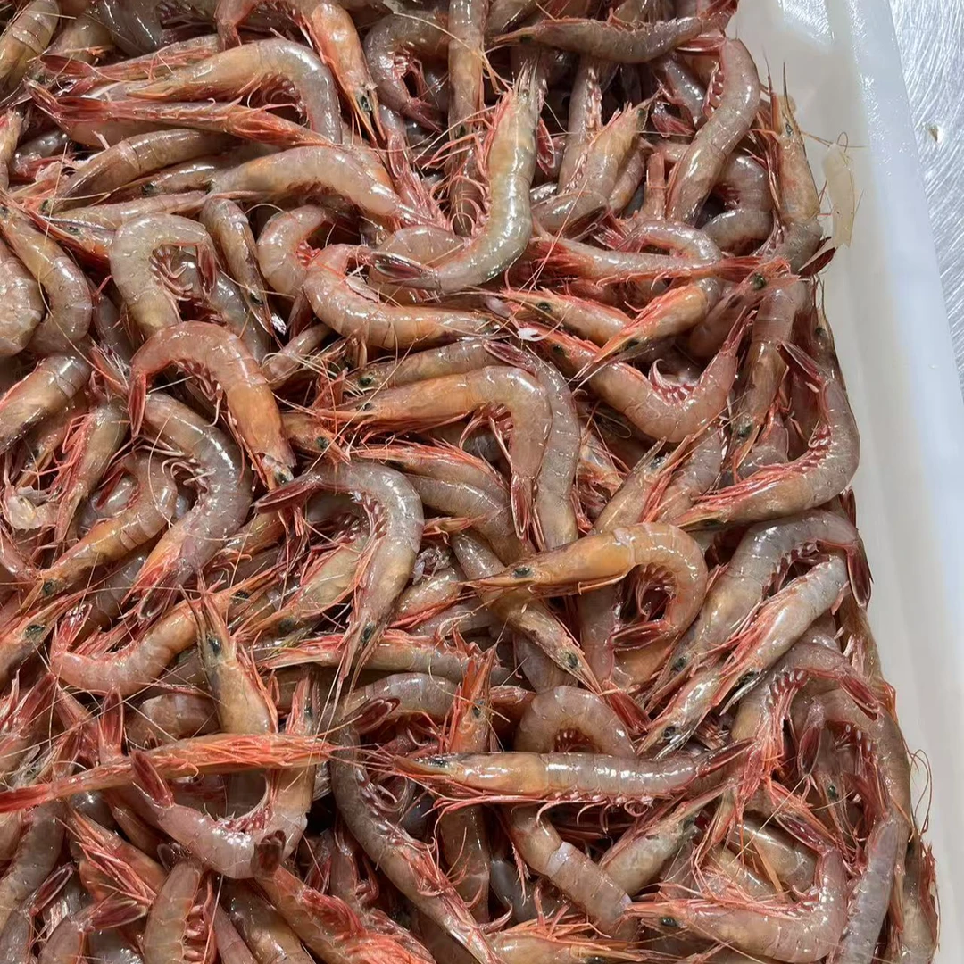 【莫小弟现称小滑皮虾】石浦海鲜东海海虾小滑皮虾小条虾新鲜小呛虾